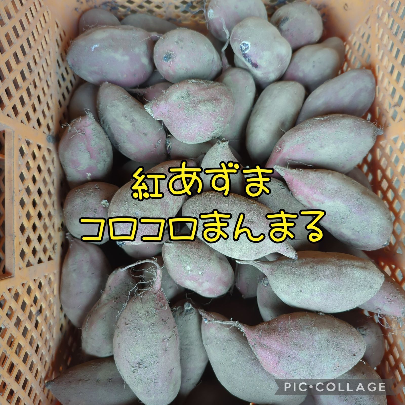 紅あずまBC10kg - メルカリ