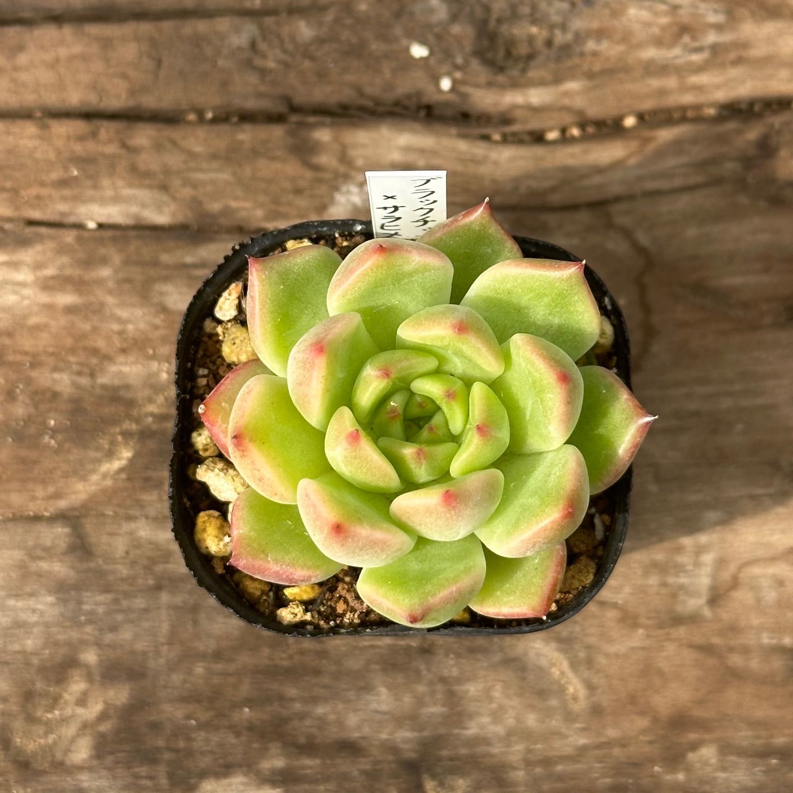 8-1】多肉植物4点セット（現品限り） - メルカリ
