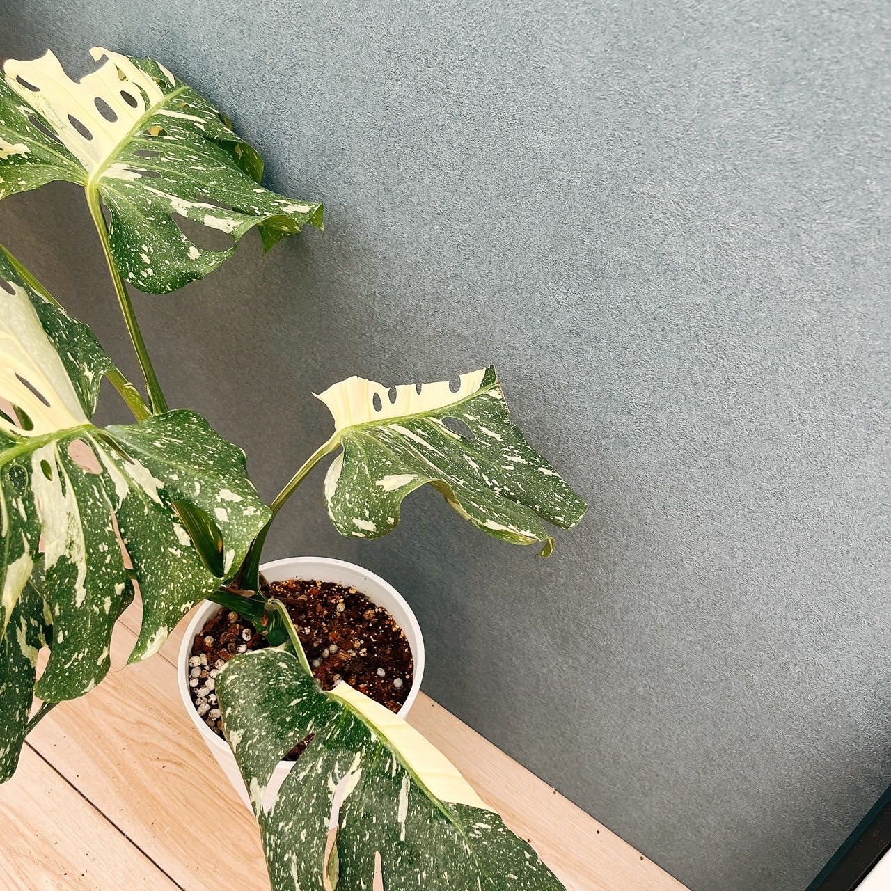 現品］【希少】83番 モンステラ デリシオーサ 斑入り レア 注文 観葉