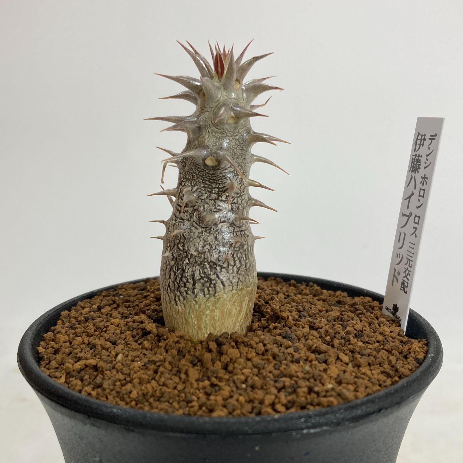 パキポディウム デンシホロンロス 三元交配 伊藤ハイブリッド　超美形 パキポディウム 伊藤ハイブリッド 4 デンシ ホロン ロス三元交配