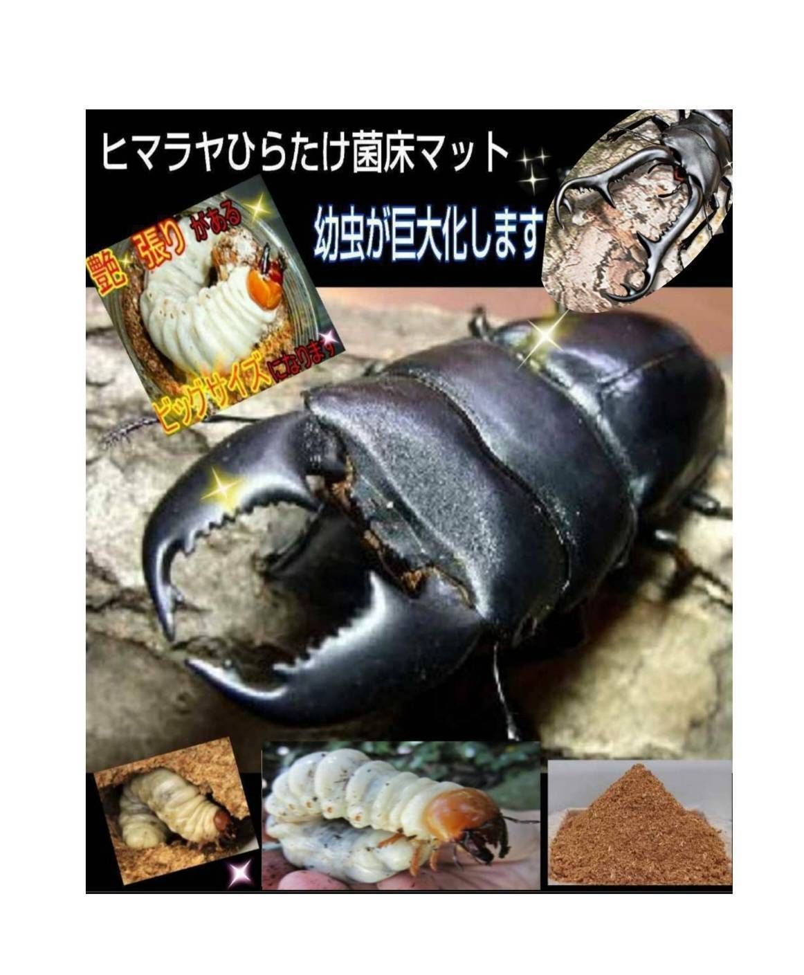 【60リットル】菌床粉砕クワガタマット　甘い菌糸の香り！カップや瓶に詰めるだけ！ 改良版☆菌床粉砕マット【6リットル】クワガタ幼虫が巨大化し