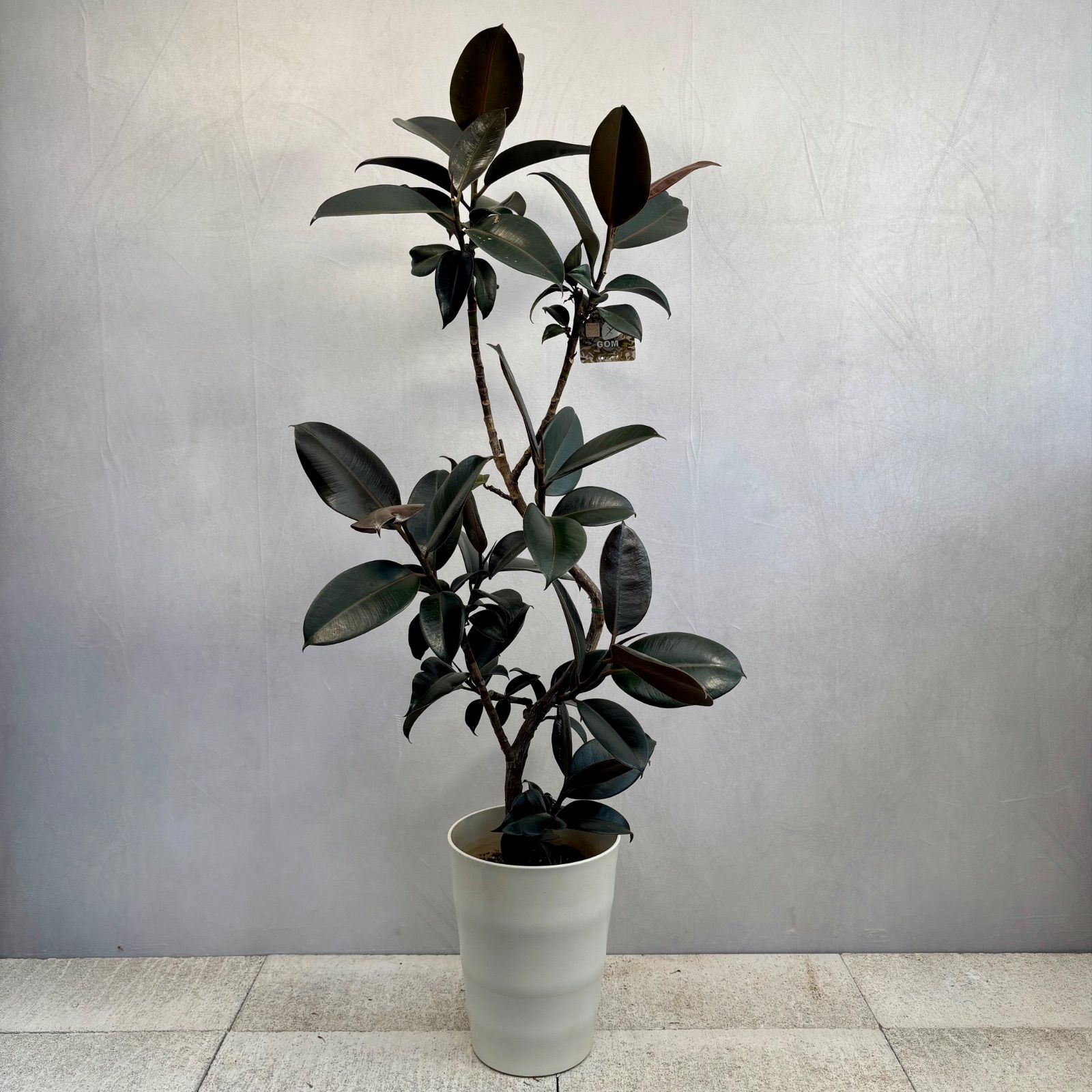 稀少】斑入りパンダガジュマル 接ぎ木 実生株(根張り・生育良好) 安心