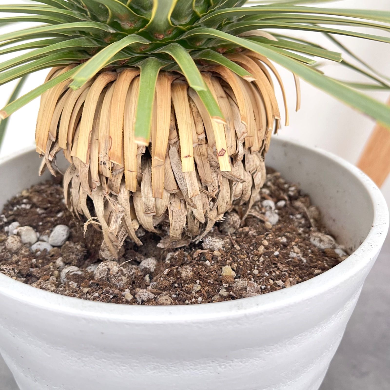 現品 観葉植物