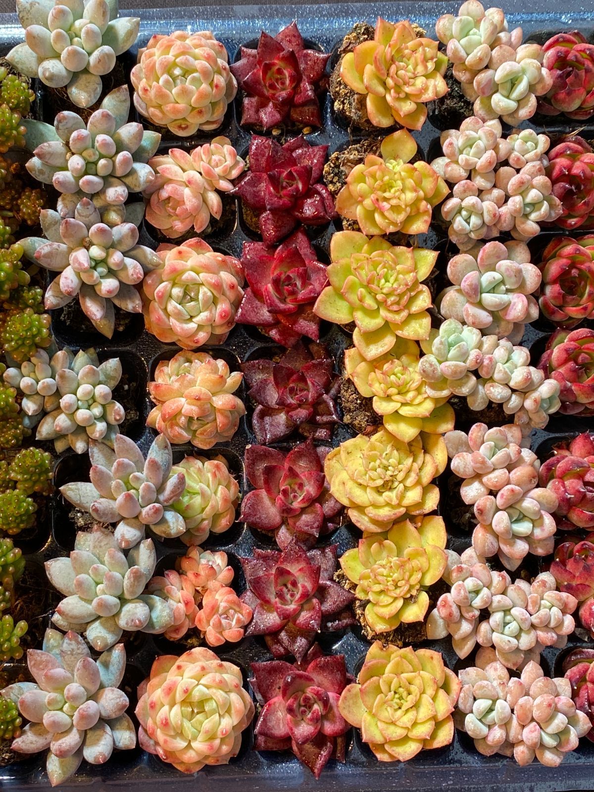 新入荷 15種類セット H234×105苗 土付き 詰め合わせ 多肉植物 15種類の土と根付き105苗セット】多肉植物の大満足パック！佐川