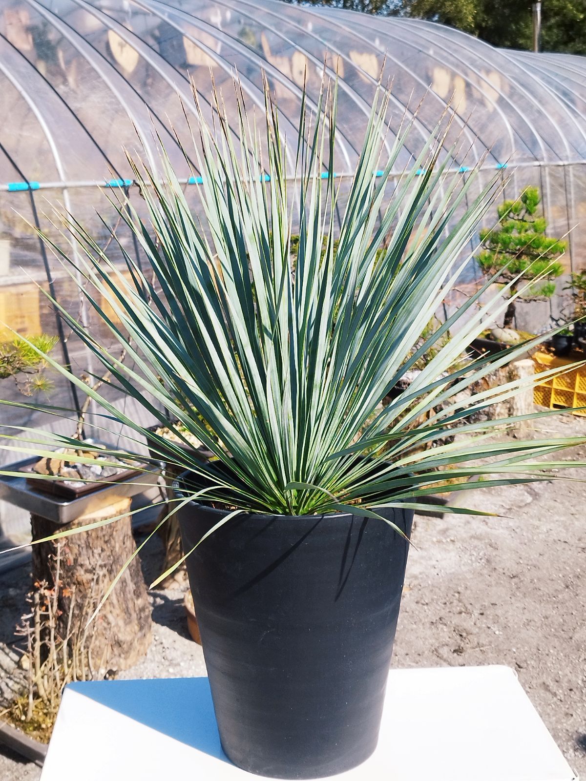 早い者勝ち　ユッカ　ロストラータ　32 早い者勝ち ユッカ ロストラータ 32 早い者勝ち ユッカ