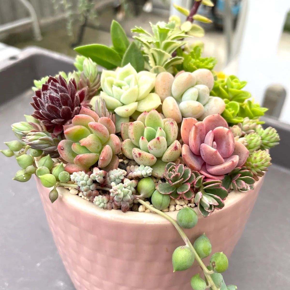 多肉植物 カット苗 詰め合わせ (小苗) 【公式通販】