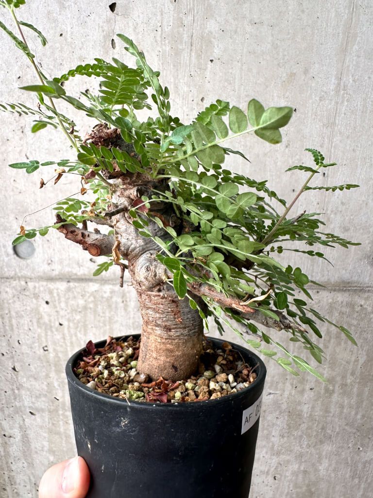 発根済み◎Boswellia neglecta ボスウェリア ネグレクタ Boswellia