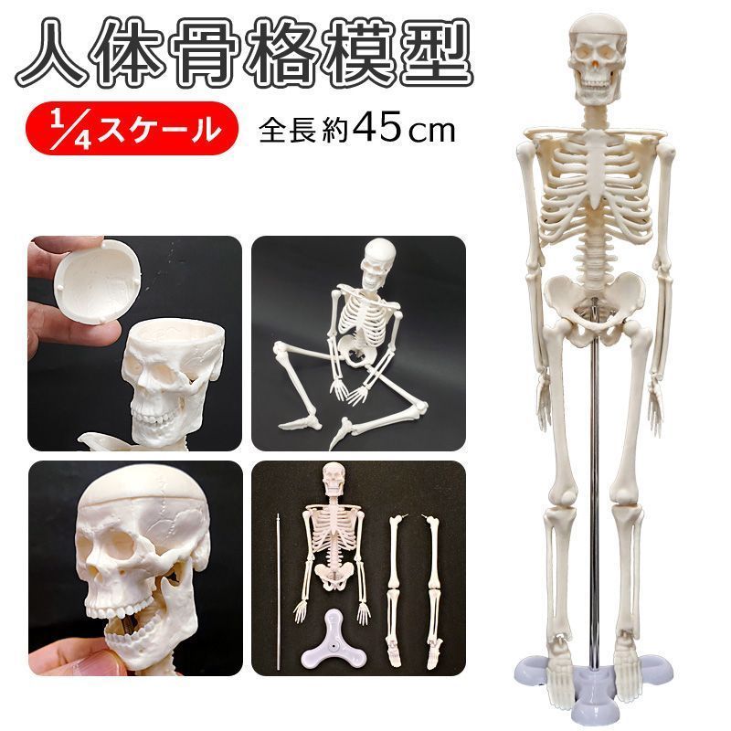 人体模型４５センチ 骨格模型 教材 医療 インテリア 骨 全身骸骨 全身骨格 1/4モデル 45cn 可動式 人体模型 頭がい骨
