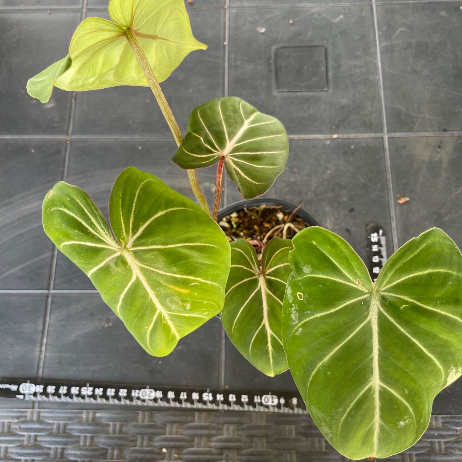 【希少2株入り】　フィロデンドロン　グロリオーサム　ゼブラ　Philodendron Gloriosum zebura