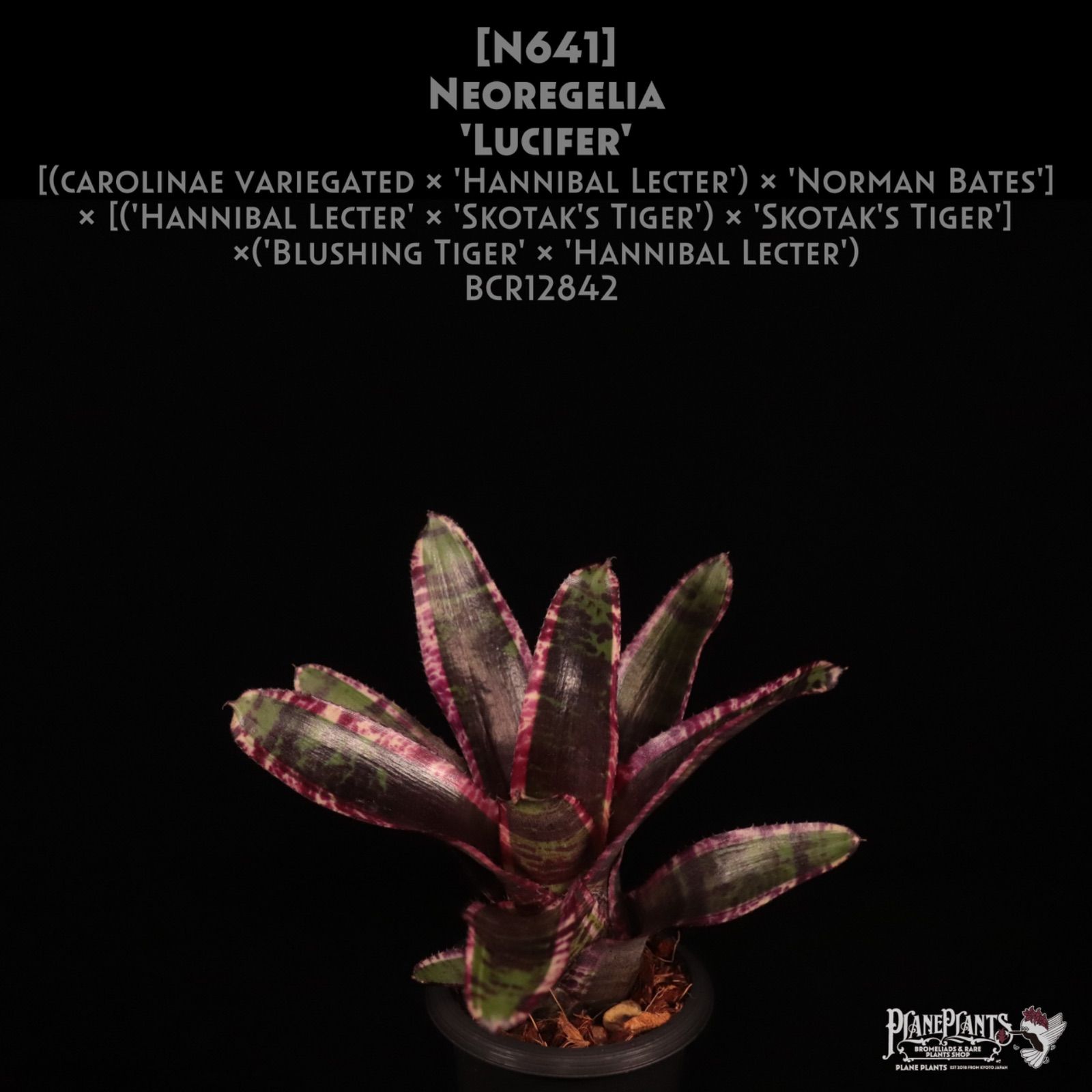 送料無料】Vriesea 'Swagger'〔フリーセア〕現品発送V133 /@plane