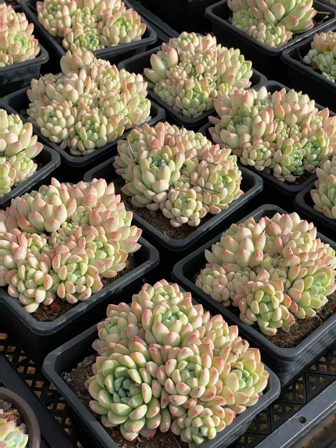 QS1049×30 ギョクカン 抜き苗 多肉植物 アエオニウム エケベリア 韓国苗 YUZUMIYA_COM