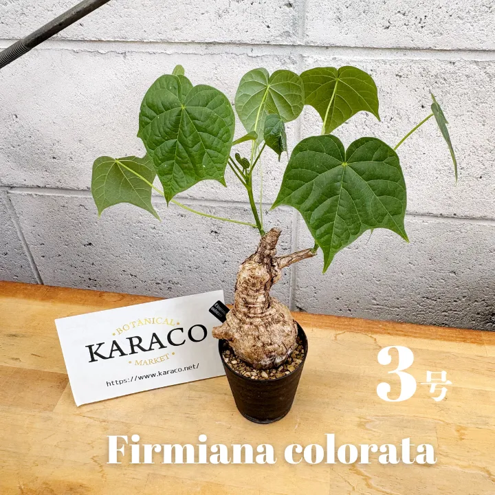 2025年最新】フィルミアナ コロラータの人気アイテム - メルカリ