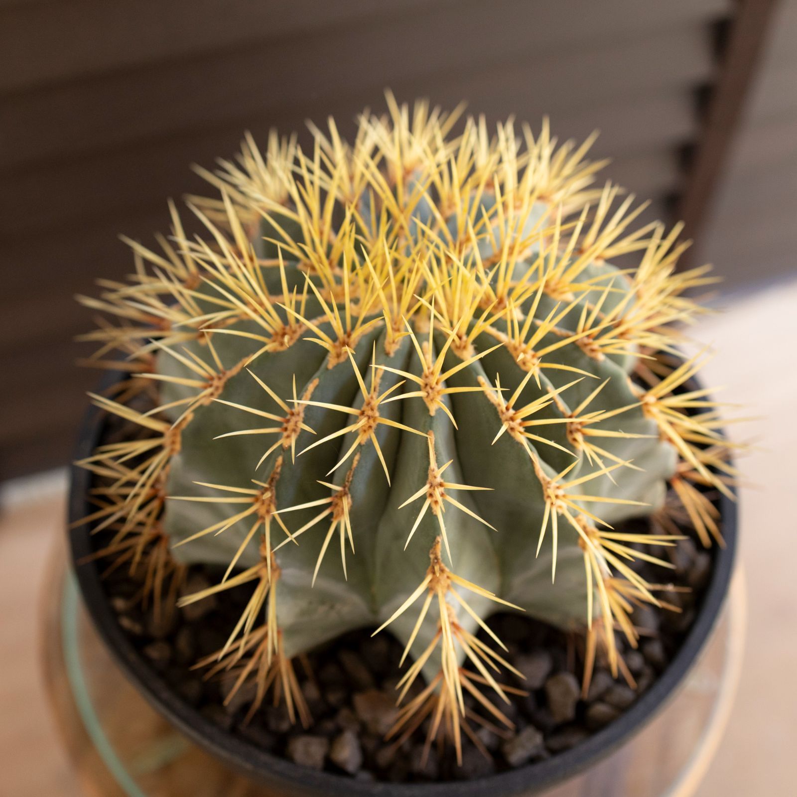 発根済】24cm 王冠竜 フェロカクタス ブルーバレルカクタス