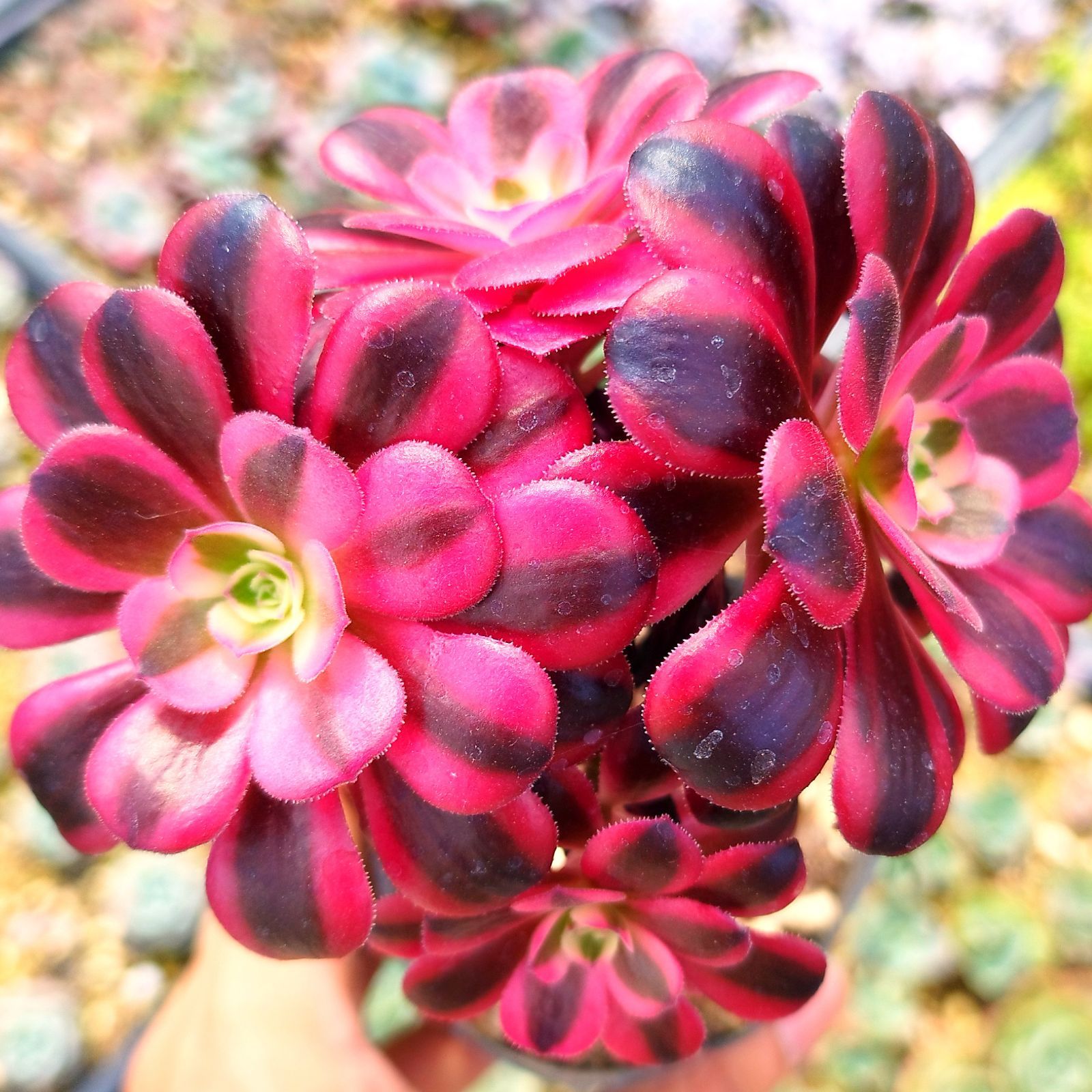 大株❤️メデューサ❤️9頭群生　アエオニウム　木立　　多肉植物　ブーケ メデューサ 群生 3頭 アエオニウム 多肉植物