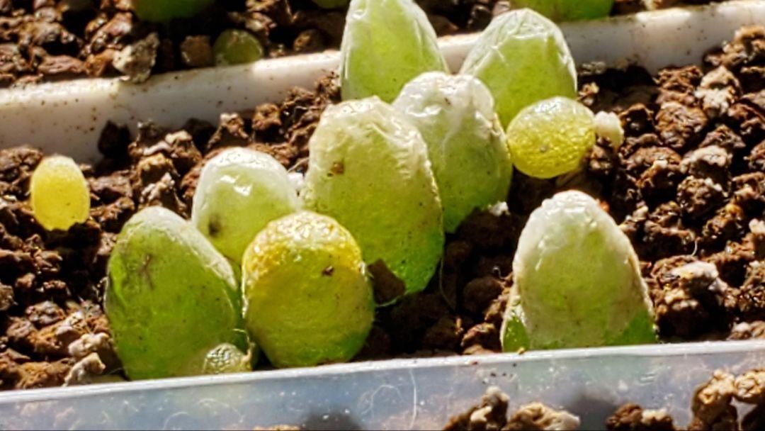 おまかせ種子25種類 10粒ずつセット