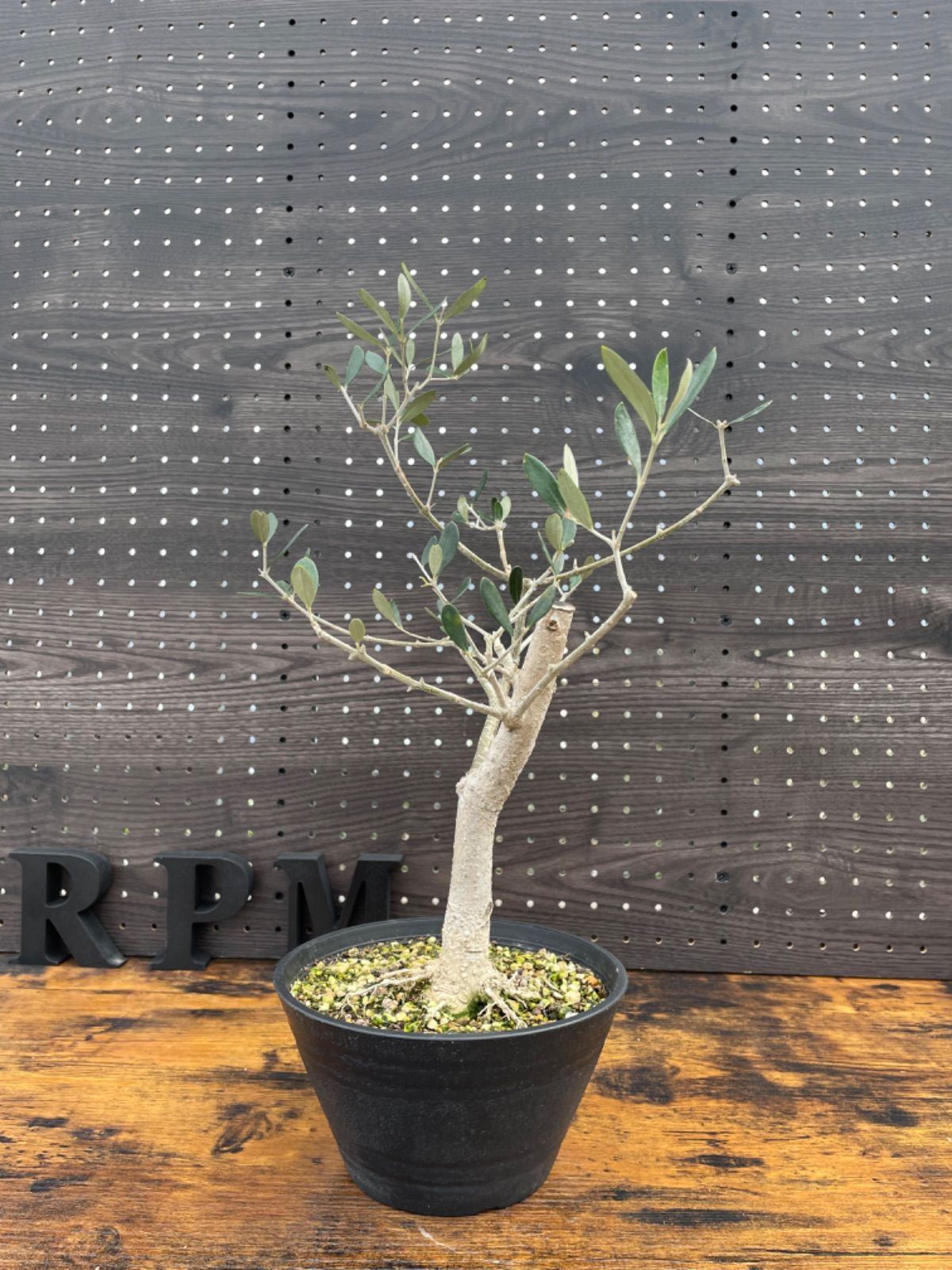 盆栽風オリーブ(幹太・切り株風仕立て)観葉植物