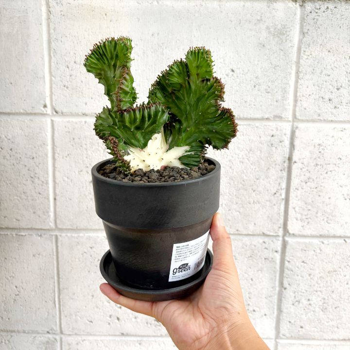多肉植物】現品 ユーフォルビア ラクティア ラクテア 綴化 石化 4号