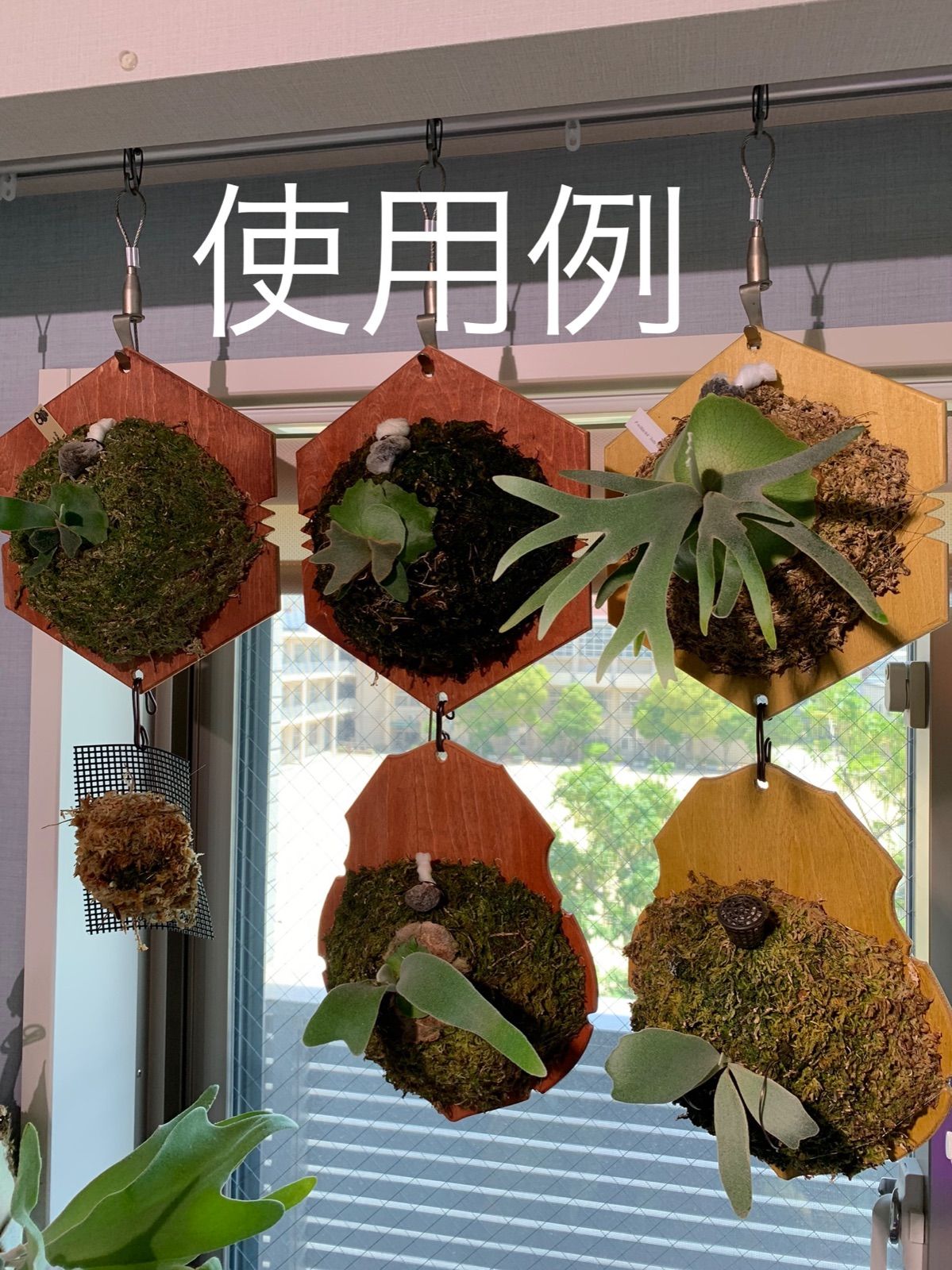 現品【アルシコネ】 コウモリラン ビカクシダ ☆板付 BI0108