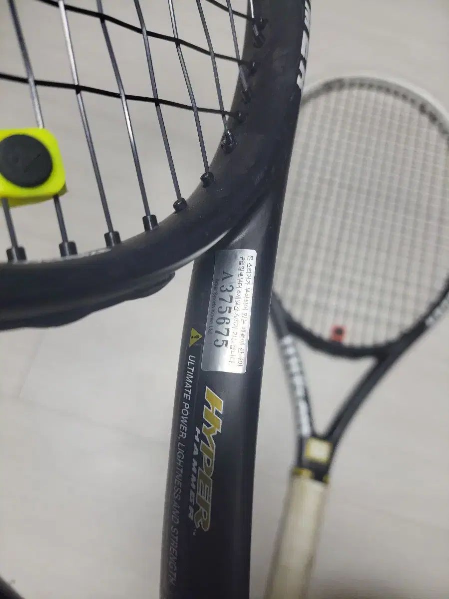 極美！モロッコjorf産の光沢が美しいCrotalocephalus 極美！モロッコjorf産の光沢が美しいCrotalocephalus