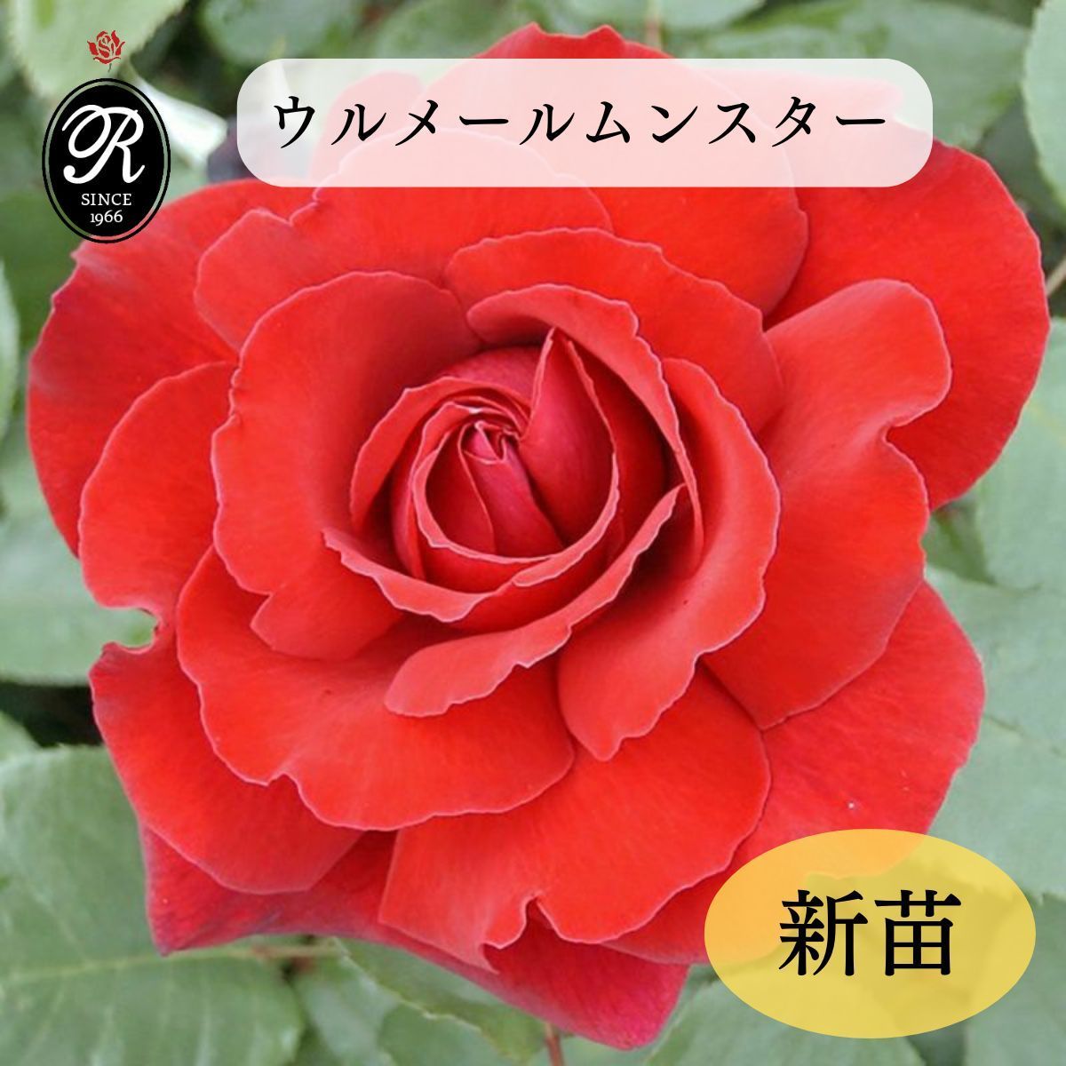 バラ苗 【ウルメールムンスター】 (新苗) つるバラ 四季咲き