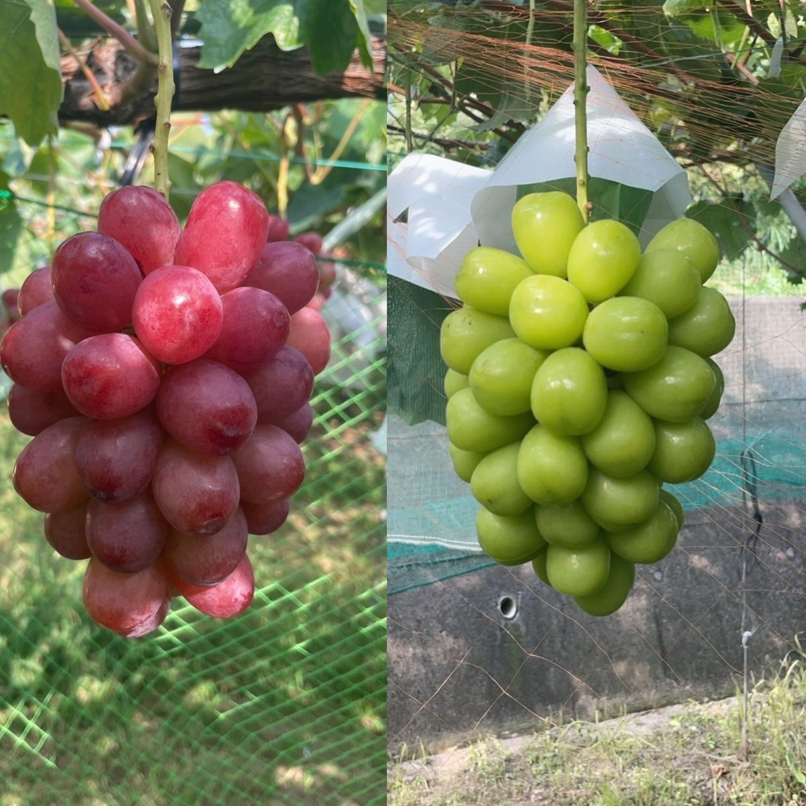 長野県産(JA中野市) ぶどう シャインマスカット クイーンルージュ(R