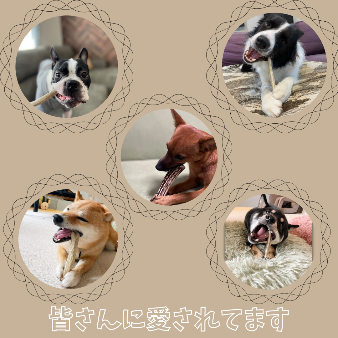 【クーポン発行中】🐶超小型犬用🐶半割り✅2本セット🦌北海道産エゾ鹿の角🦌犬のおもちゃ🐕鹿の骨　A