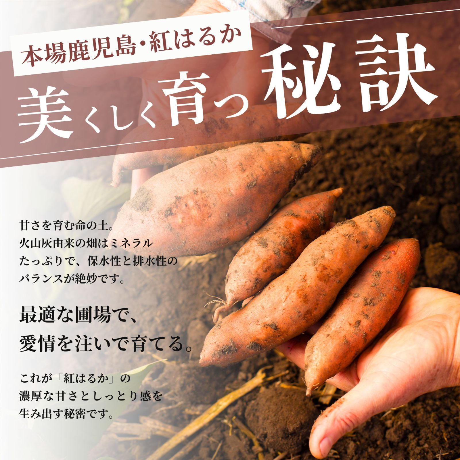 【本場】鹿児島県産 紅はるか 訳あり 10kg さつまいも シルクスイート好きに