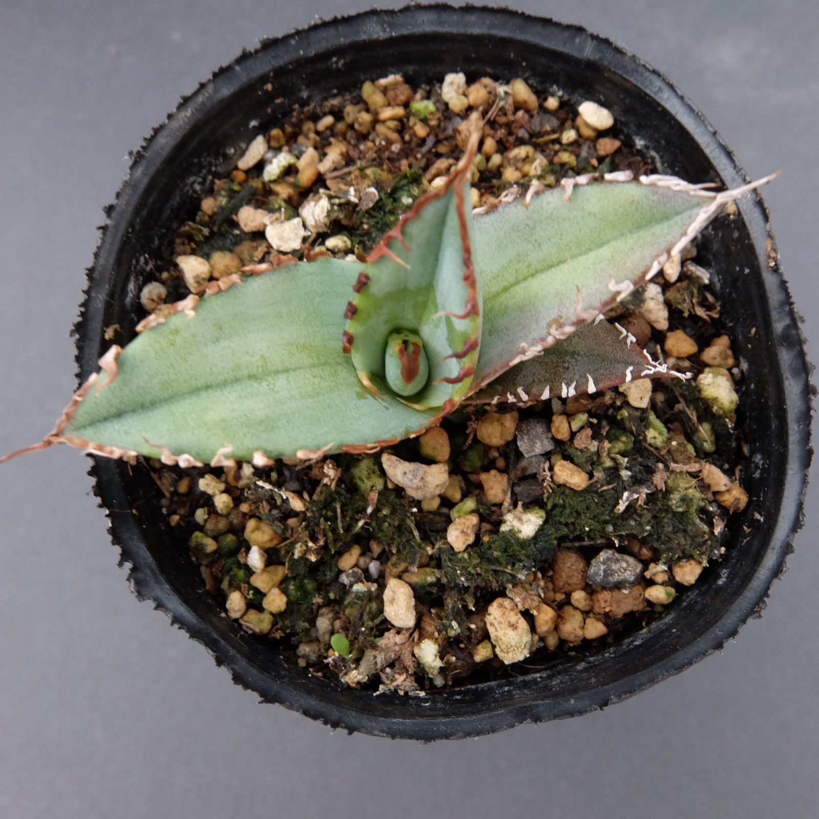 Agave Titanota 陽炎強棘☆★ アガベ　チタノタ　陽炎強棘　2株 Agave Titanota 陽炎強棘 アガベ チタノタ 陽炎強棘 - メルカリ