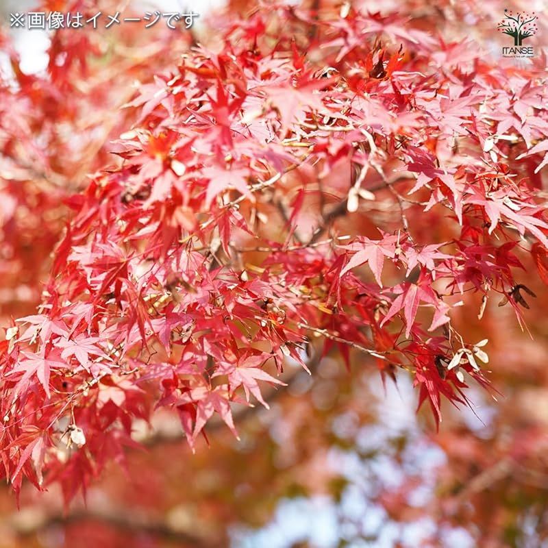 旧カエデ科 カエデ属