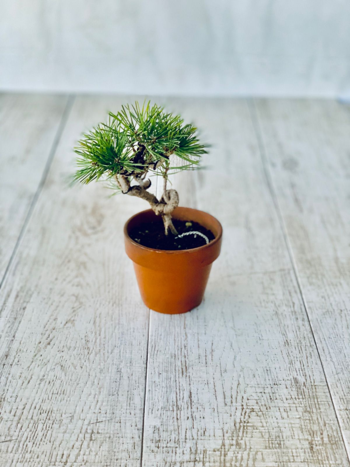 白木盆栽園 糸魚川真柏 樹高29センチ 盆栽黒松赤松五葉松真柏雑木趣味