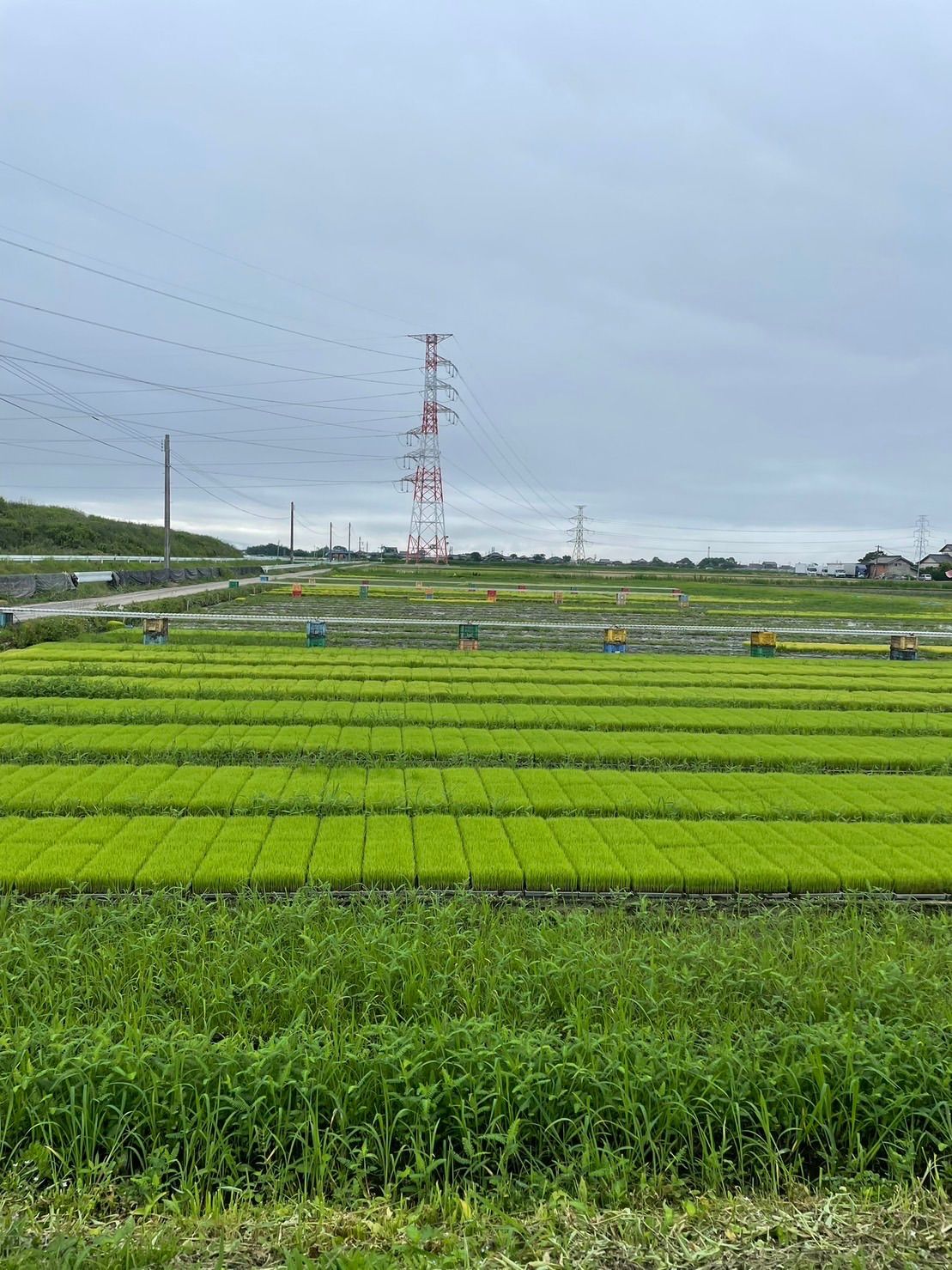 選択 ⭐️佐賀県産⭐️どらみちゃんの さがびより 20k 5k×4袋 nmef.com