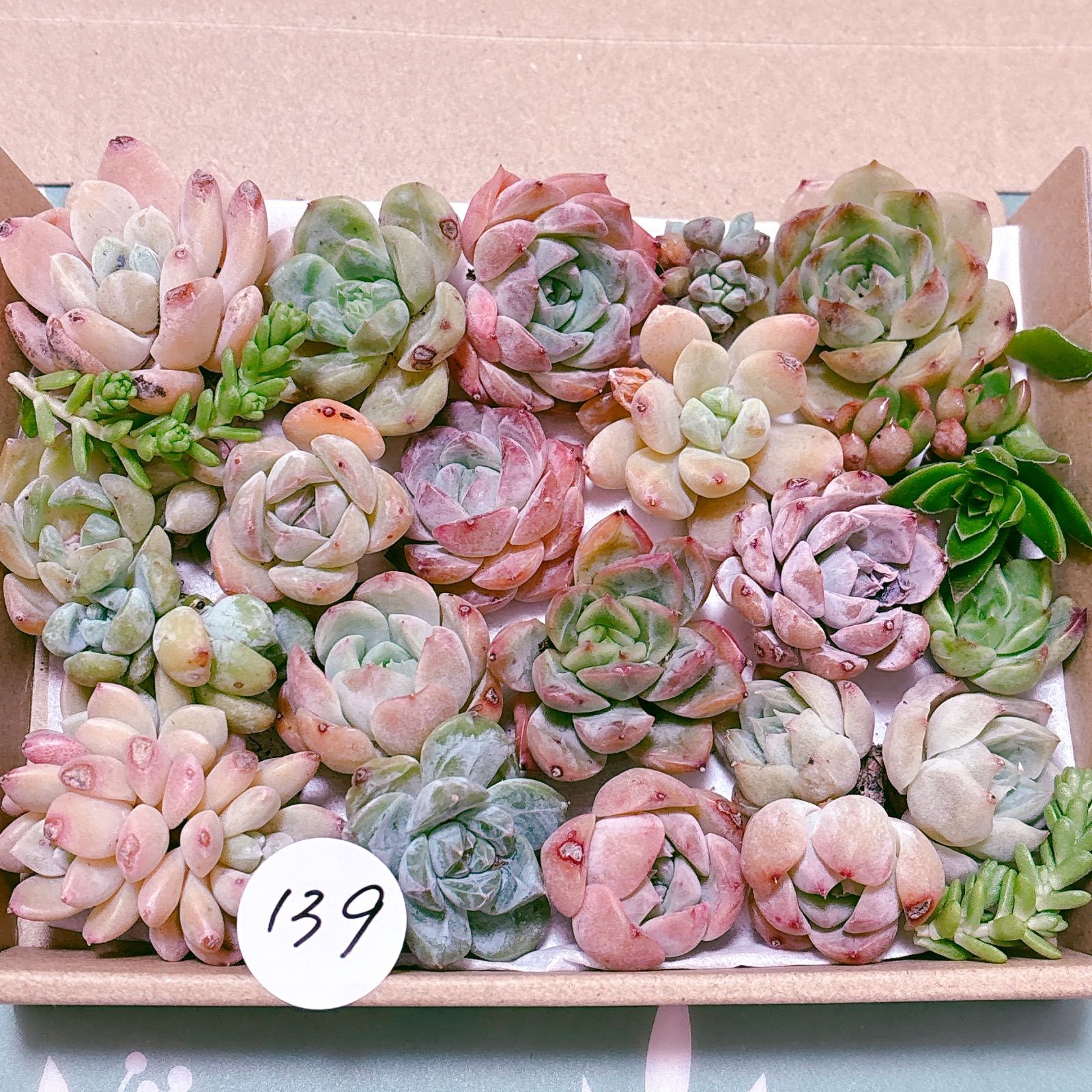 多肉植物寄せ植え 139 多肉植物寄せ植えセット - メルカリ