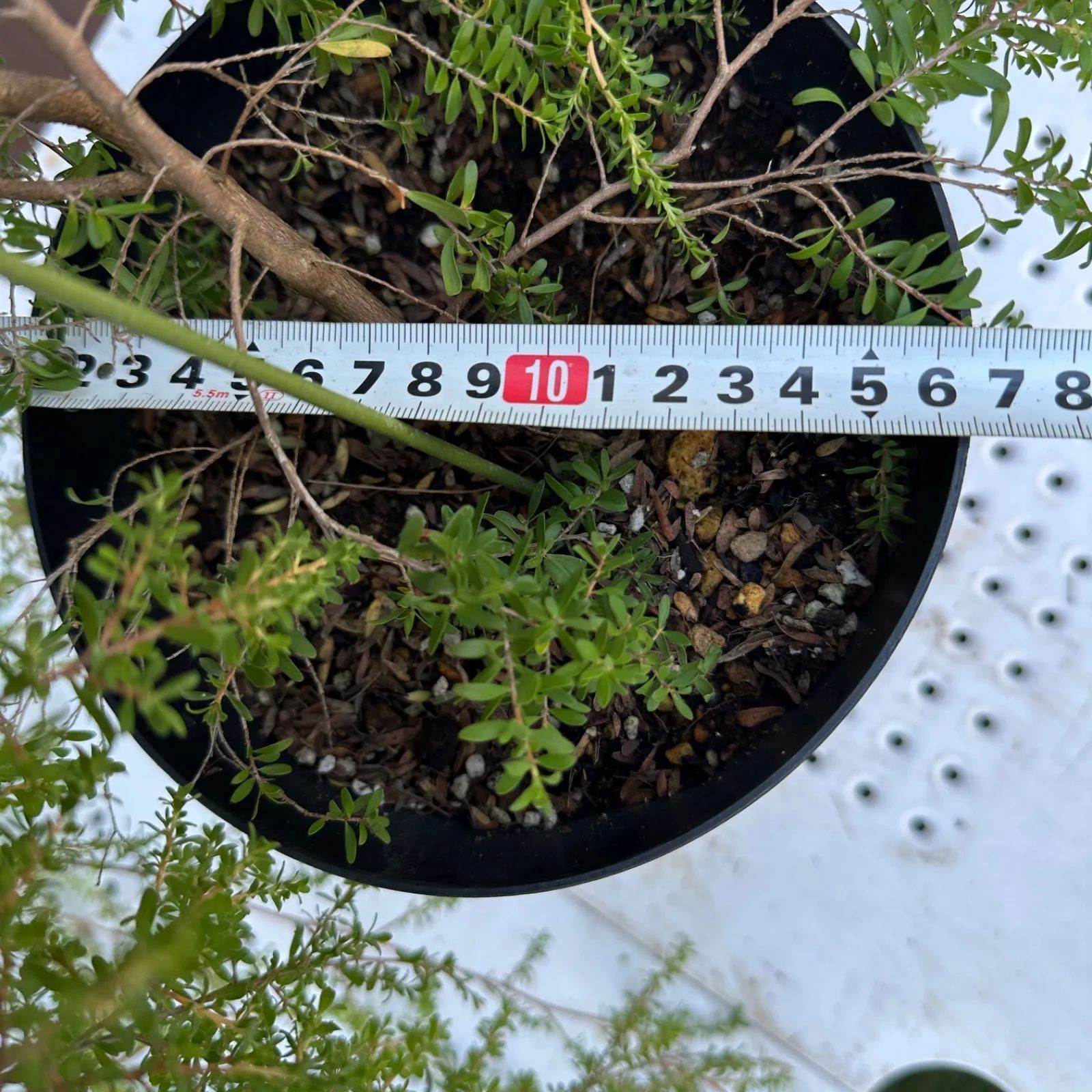 現品］44番 創樹 オリーブ ネバディロブランコ 7号 観葉植物