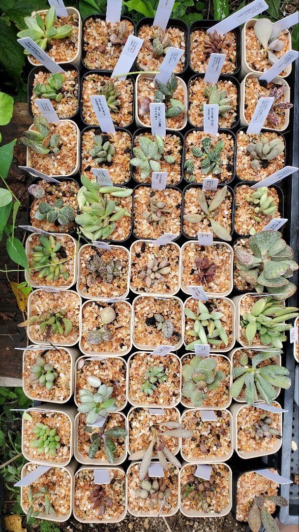 アドロミスクス 原種苗 60種類以上セット 抜き苗