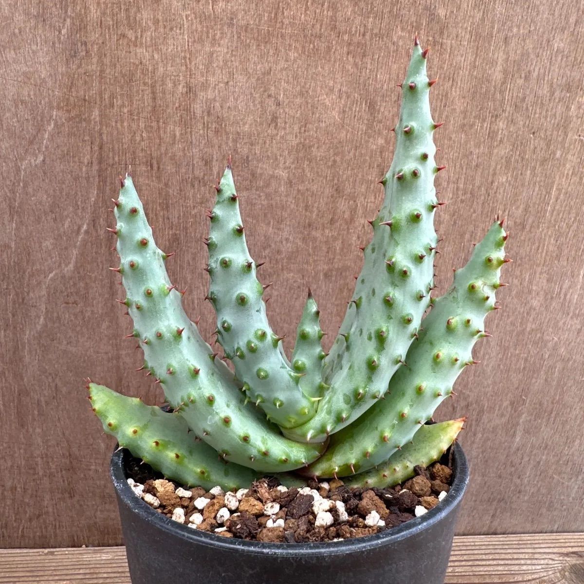 アロエ出品 アロエ 鬼天丸 現品 Aloe marlothii hybrid マルロシー