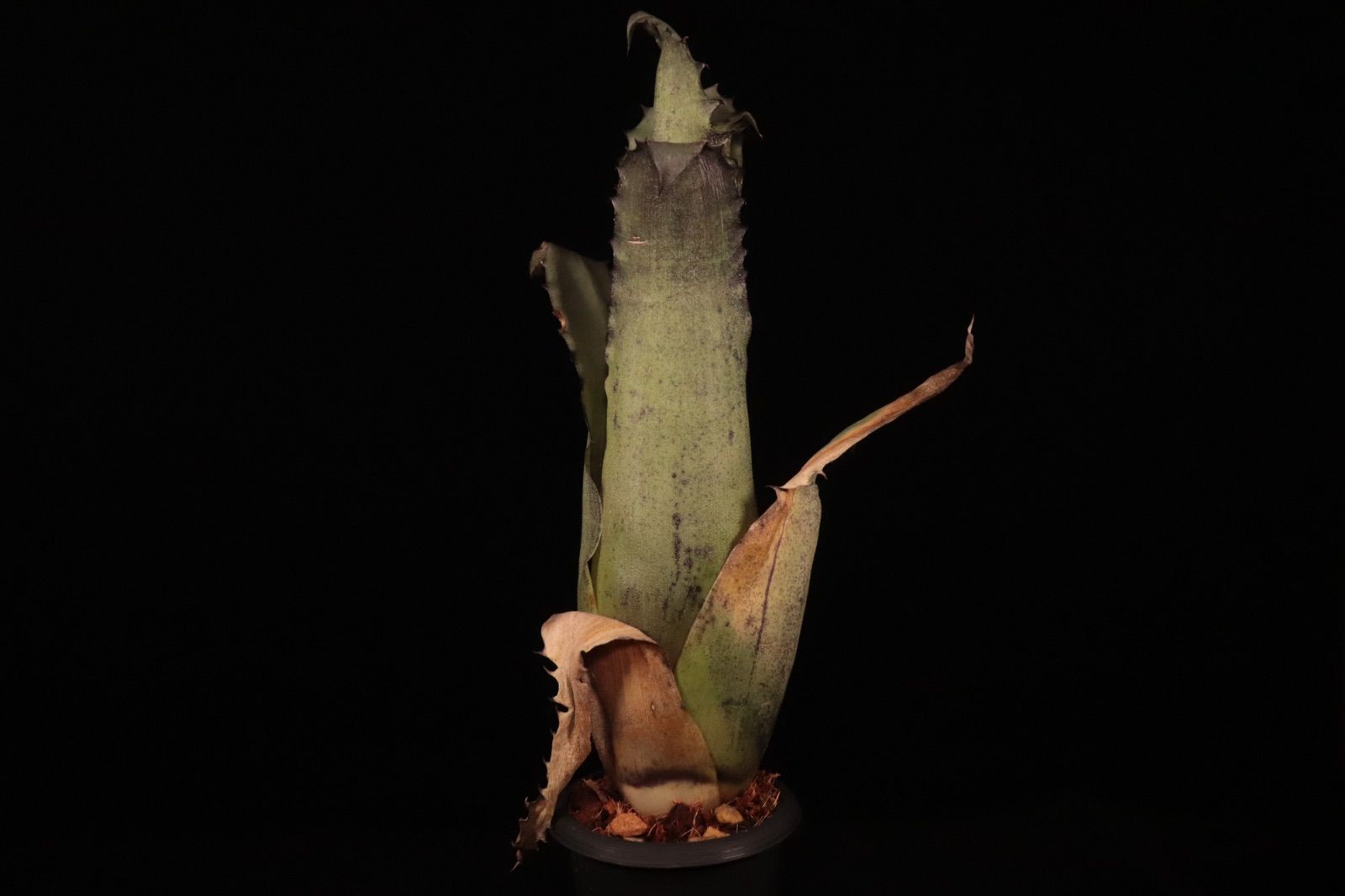 送料無料】Hohenbergia sp. Sandra's Mountain〔ホヘンベルギア〕現品