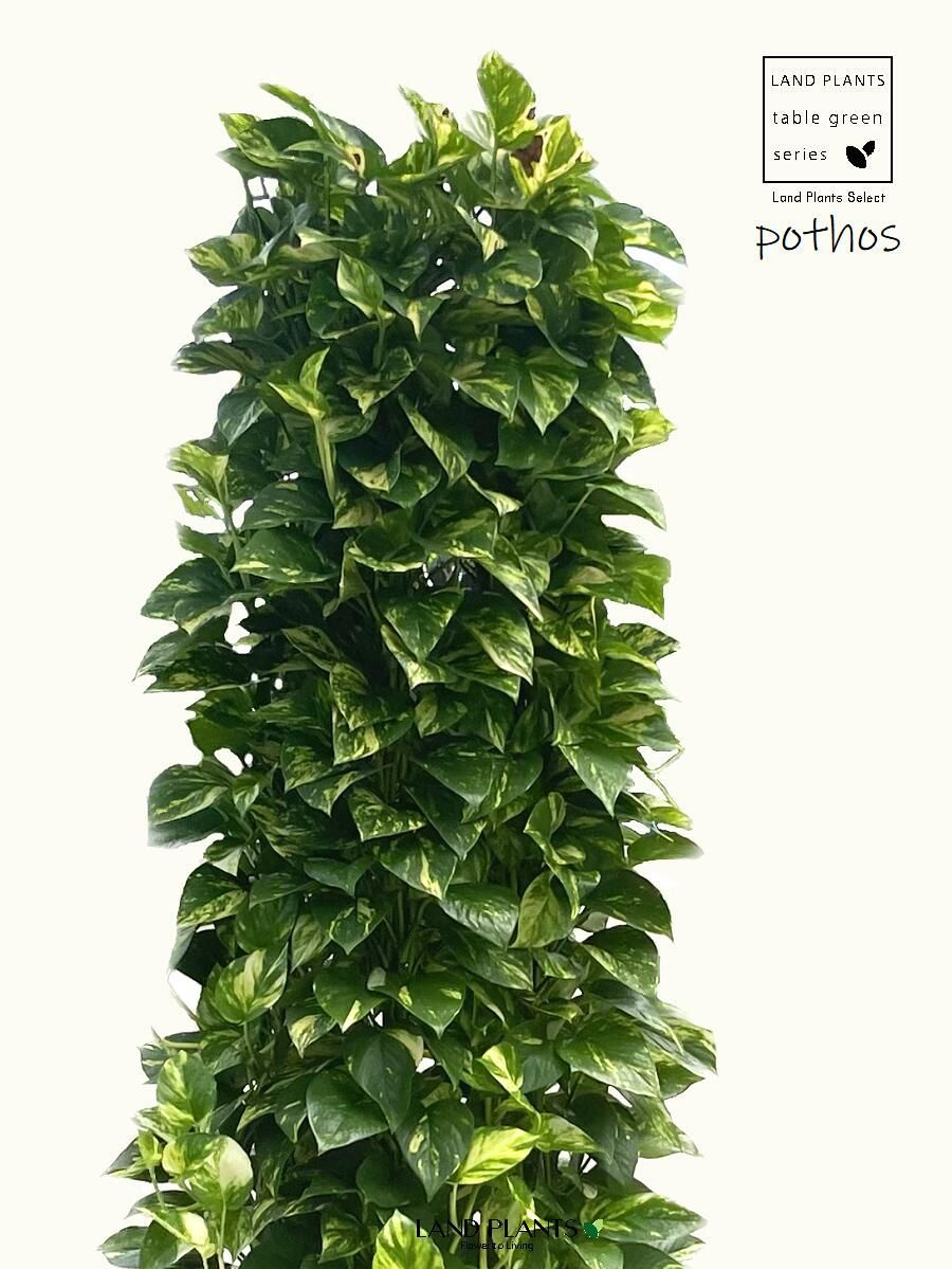 ポトス（タワー）180cm 10号 白色 プラスチック鉢 尺 尺鉢 10寸 大型 リース Pothos tower - メルカリ