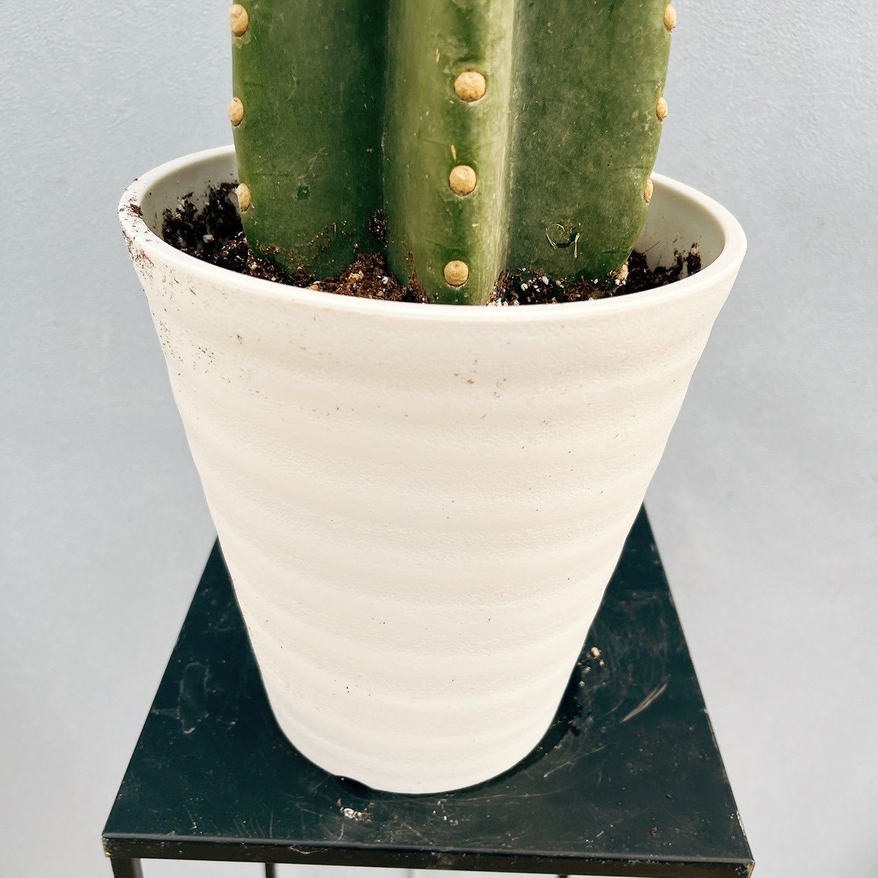 現品］☆人気☆ 19番 柱サボテン 鬼面角 ブランチ 6号 観葉植物