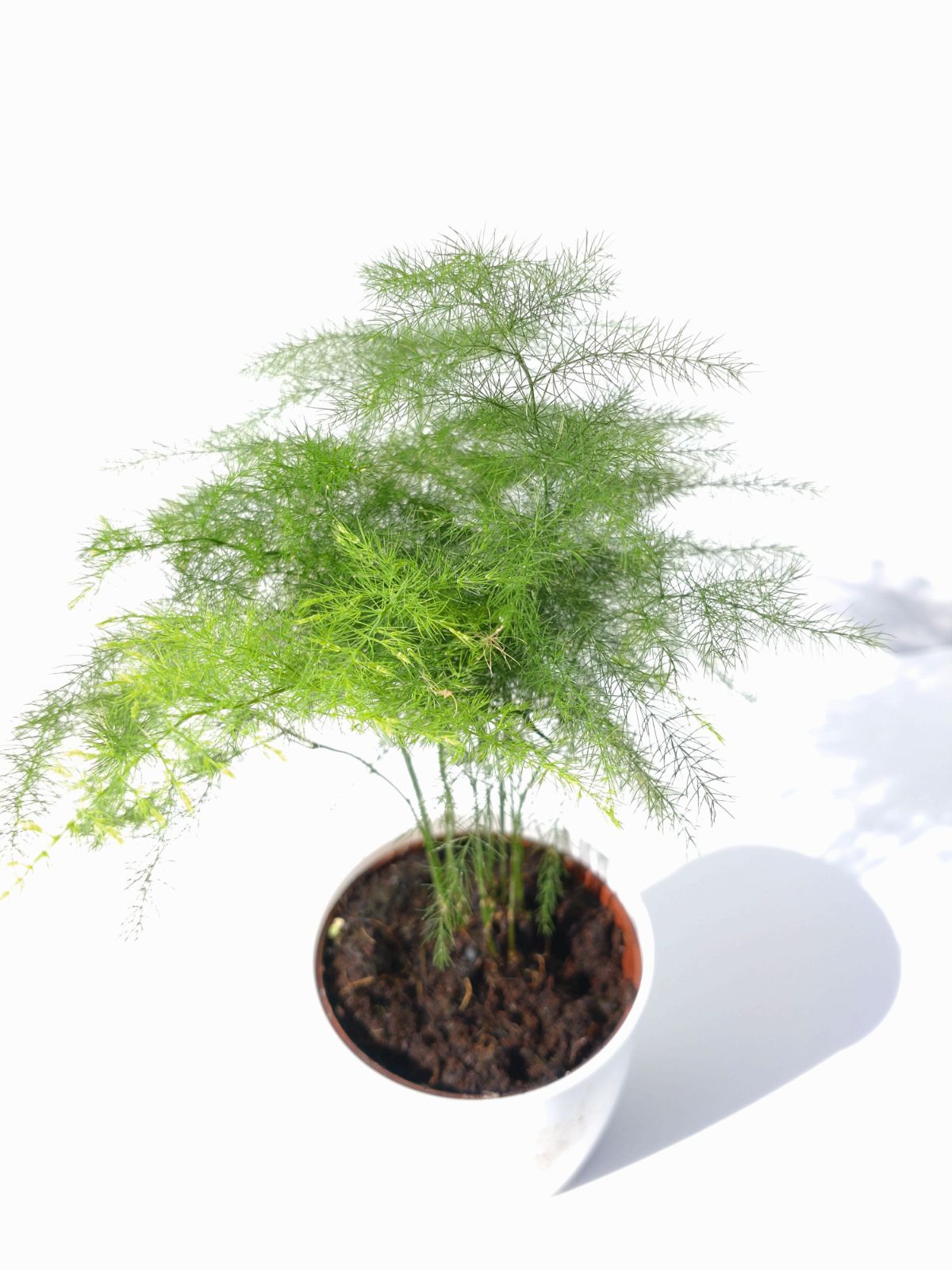 メルカリshops アスパラガス プルモサス プルモーサス 観葉植物