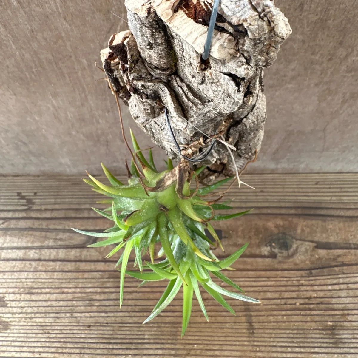 チランジア イオナンタ バンハイニンギー 現品 Tillandsia