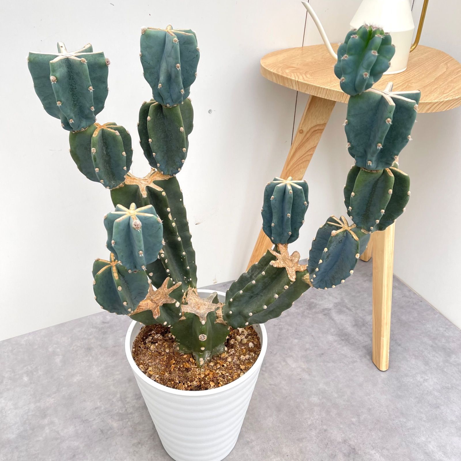 まとめ買いok 柱サボテン 鬼面角 13頭発根 サボテンブランチ