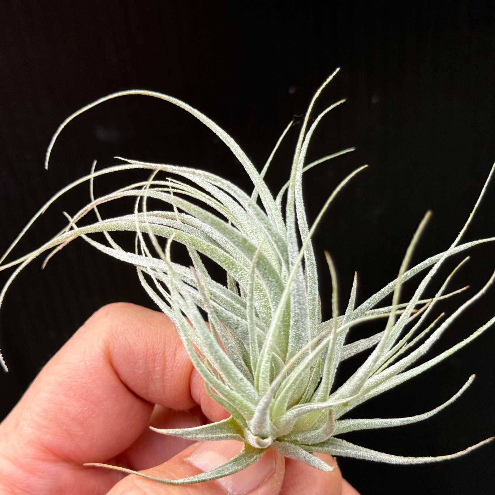 クランプ＊チランジア エーレルシアナ Tillandsia ehlersiana＊エア 