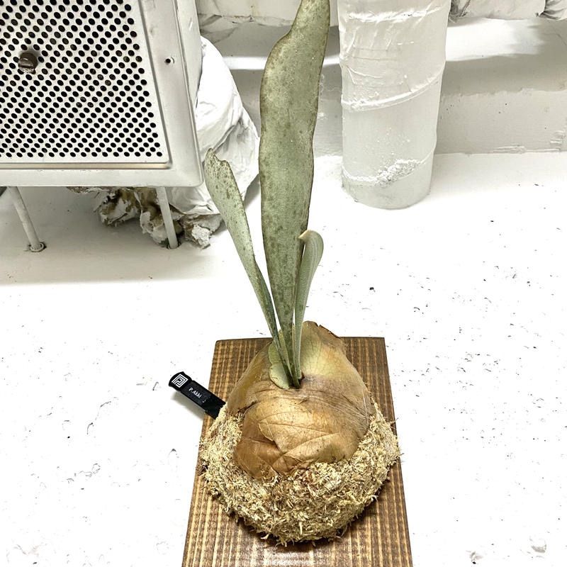 ビカクシダ アッキ platycerium akki - 観葉植物