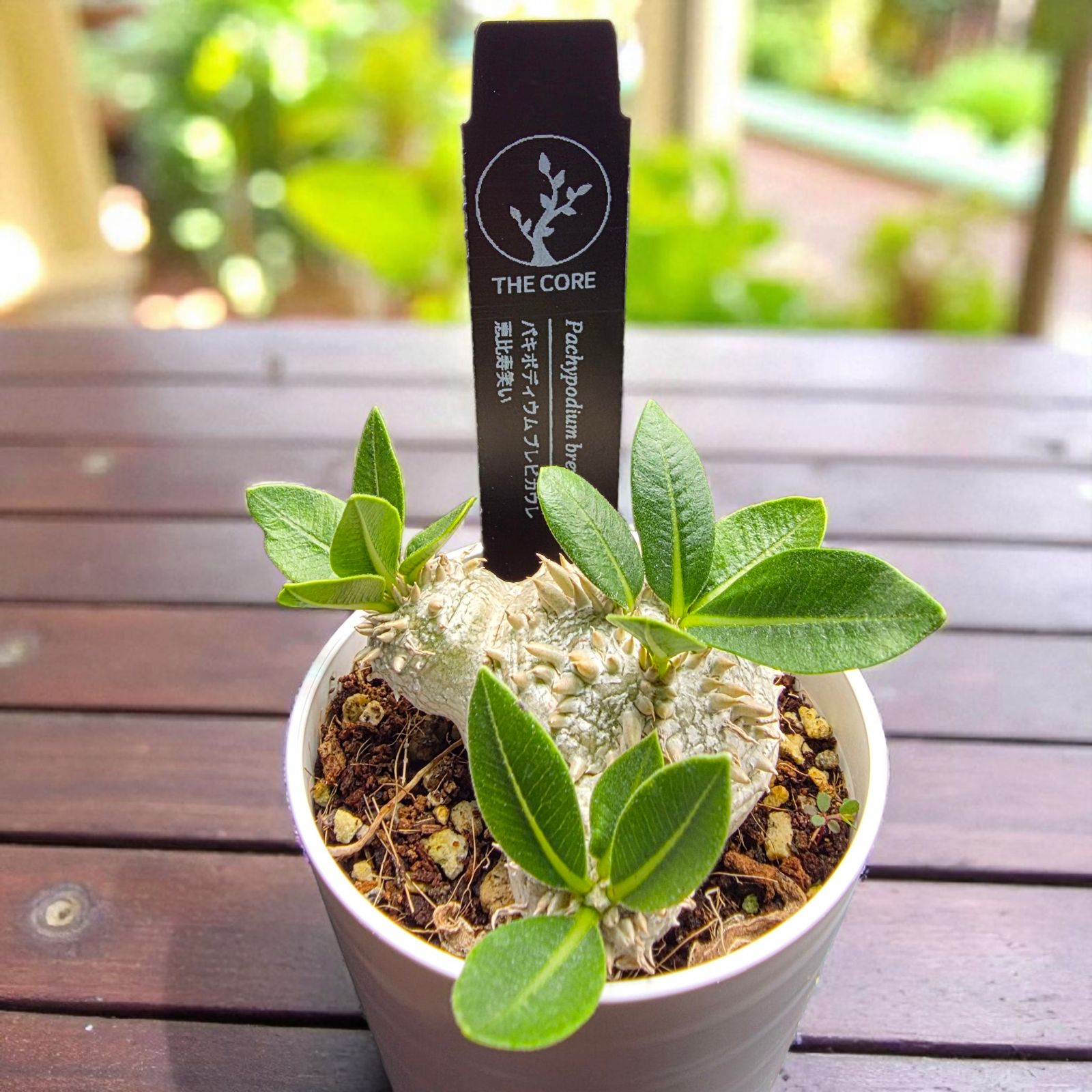 良形・人気種】パキポディウム・ブレビカウレ “恵比寿笑い