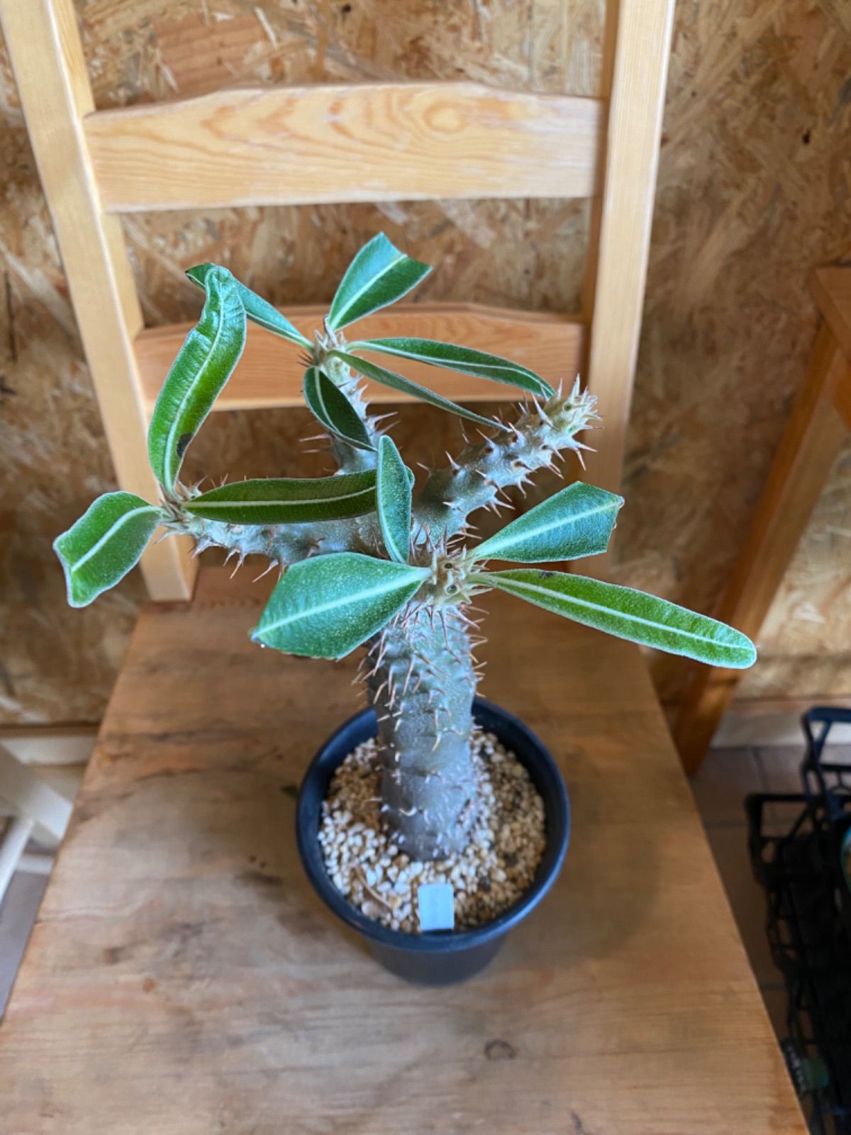 u*n様 66.パキポディウム ブレビカリックス パキポディウム ブレビカリックス H40cm W16cm 口径12cm