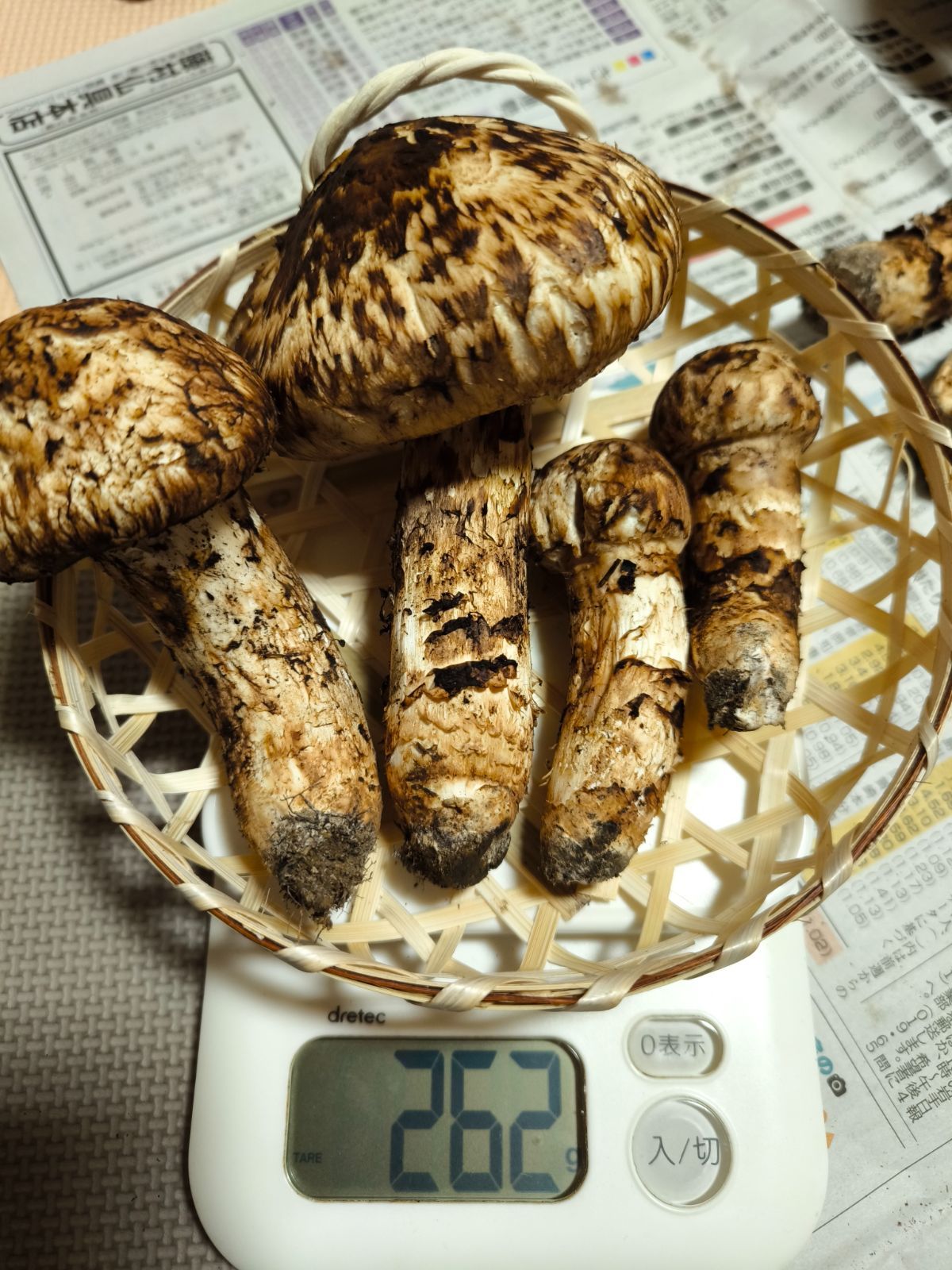 岩手県産 松茸 送料込み 約260g 岩手県産松茸260g 公式通販 松茸