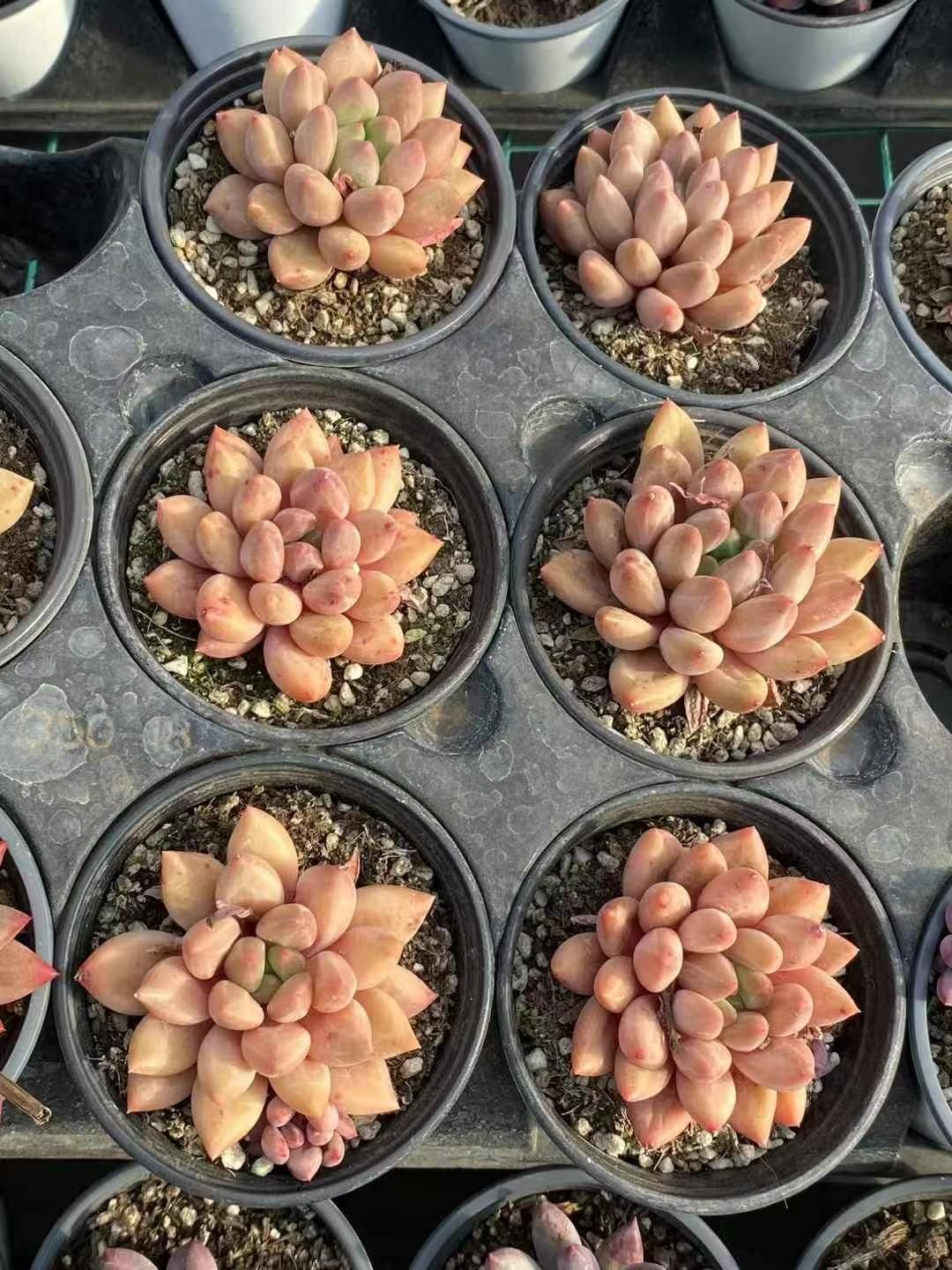 30 ベゴニア フェロックス ビザールプランツ トゲトゲ かっこいい