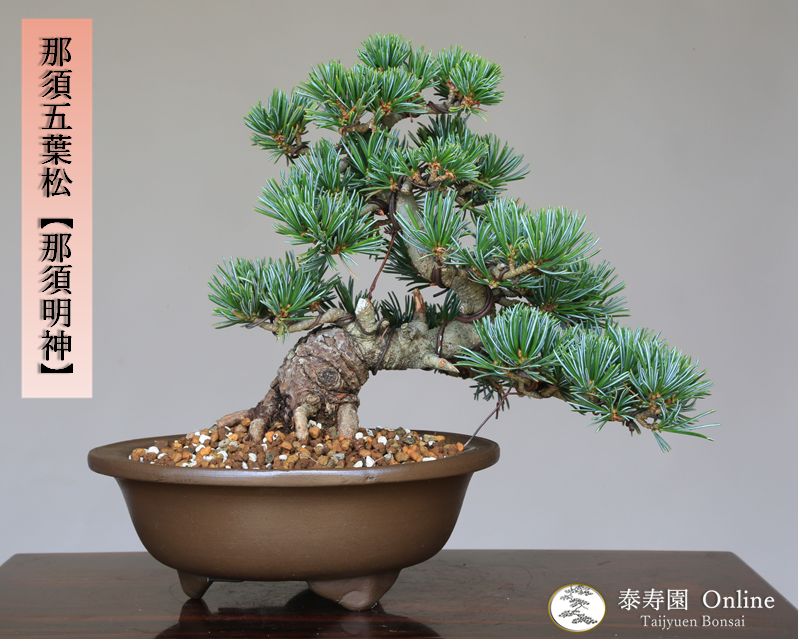 那須五葉松 八房品種『那須明神』小品盆栽【泰寿園 Online 那須五葉松 八房品種『那須明神』小品盆栽【泰寿園 Online