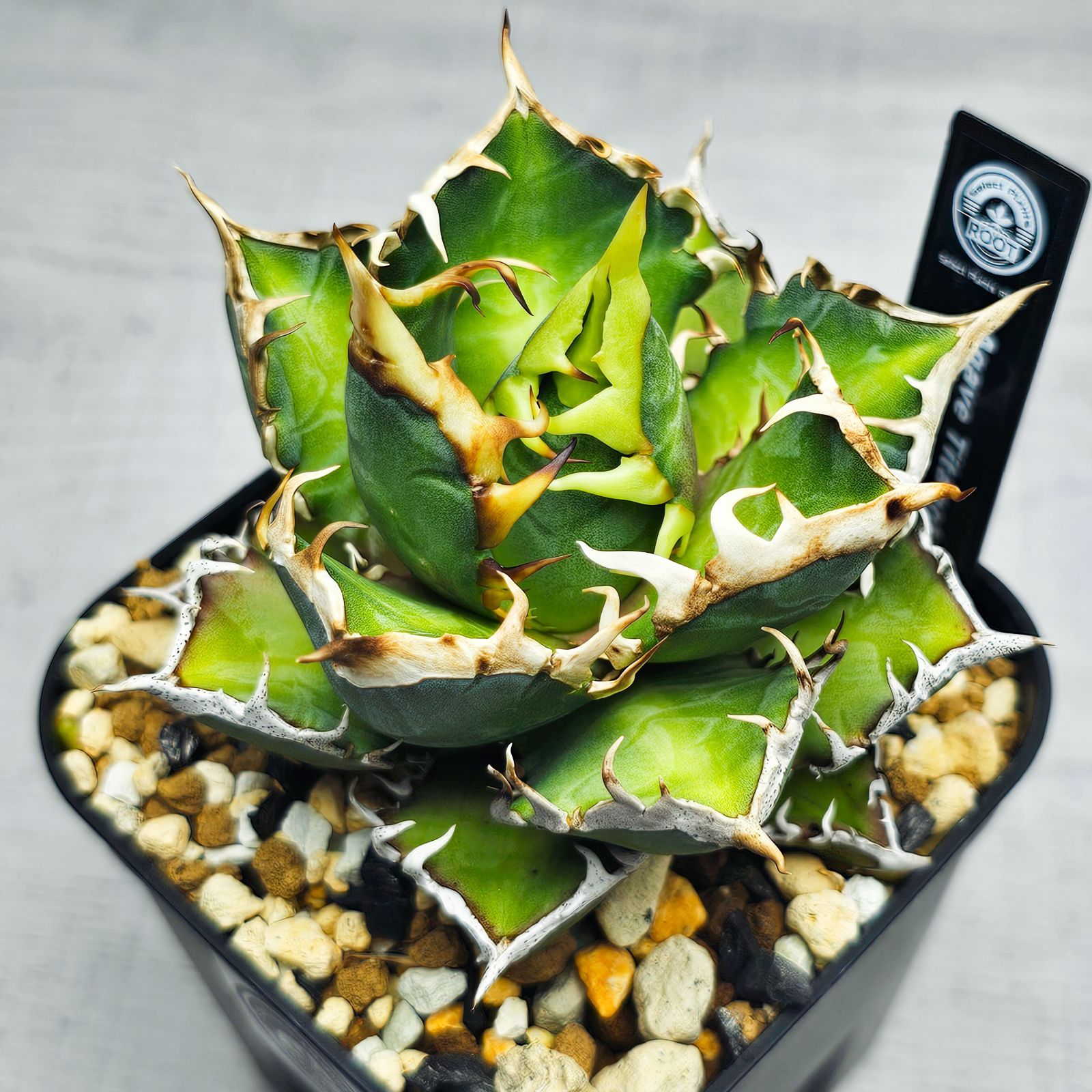 Agave Titanota '地獄猫(Red Catweazle)' - メルカリ