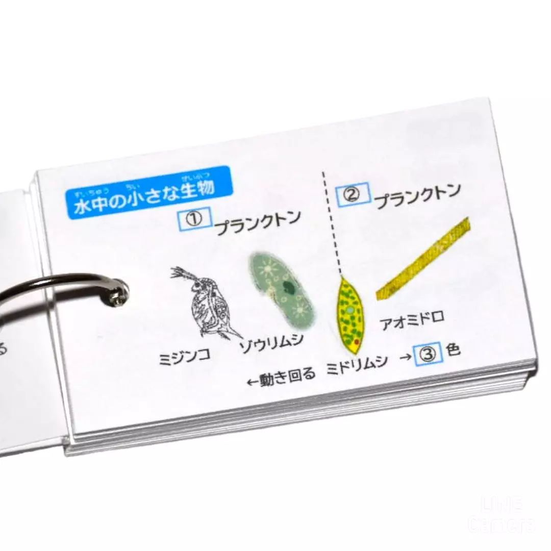 【お値下げ中☆新品未使用】　￼中学入試対策　理科　生物の基本 暗記カード 中学受験 暗記カード【4年上 理科 全セット 1-19回】 組分け